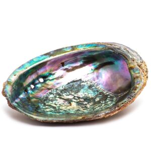 abalone shell smudging