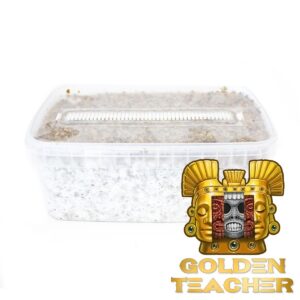 golden teacher magic mushroom grow kit 2100cc