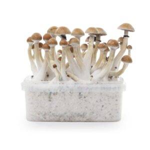 Indian Spirit Thai Growkit - 1200cc