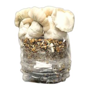 jack frost paddo grow kit