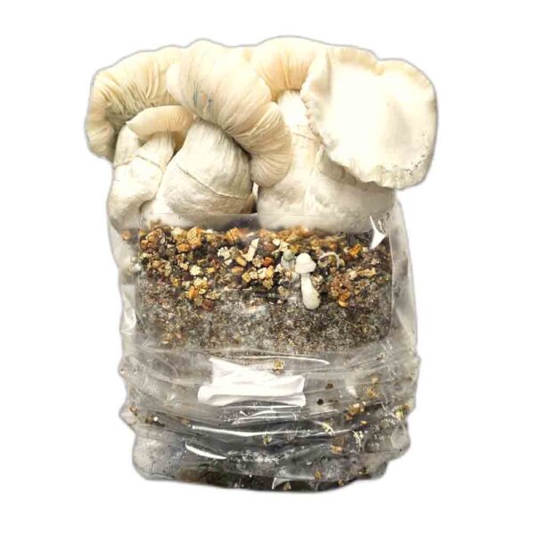 jack frost paddo grow kit