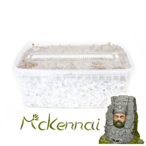 mckennaii magic mushroom grow kit 2100cc