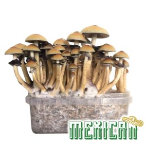 mexican magic mushroom grow kit 2100cc